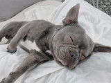Bouledogue Français lilac (lilas) disponible pour saillie
