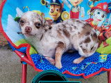 Chiots Chihuahuas non LOF disponibles