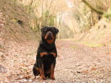 Chien Rottweiler LOF noir et feu disponible pour saillie