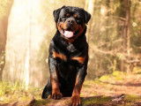 Chien Rottweiler LOF noir et feu disponible pour saillie