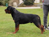 Chien Rottweiler LOF noir et feu disponible pour saillie