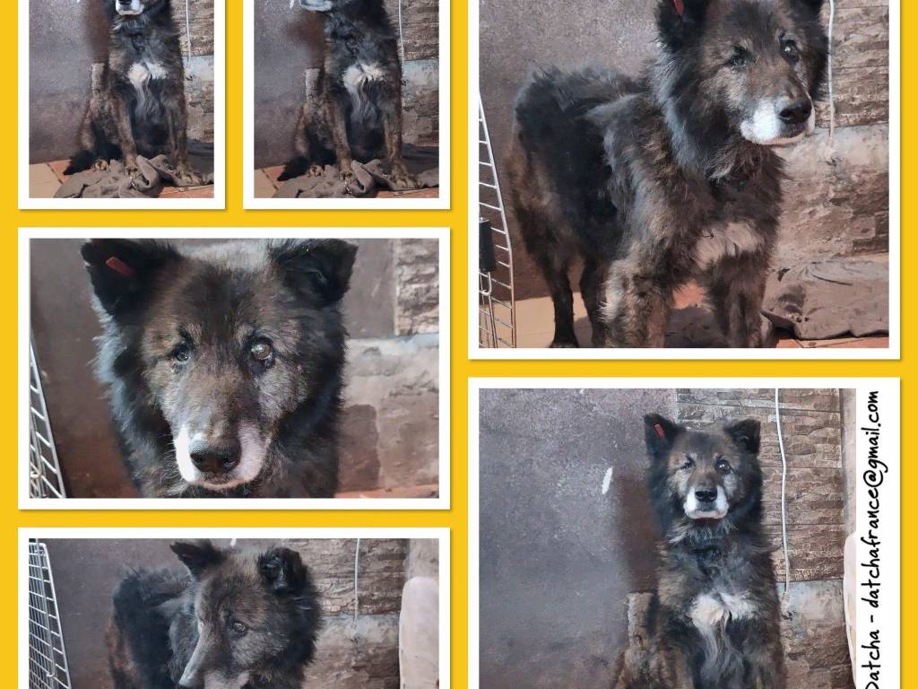 Chien de 8 ans à adopter Petite Annonce chien