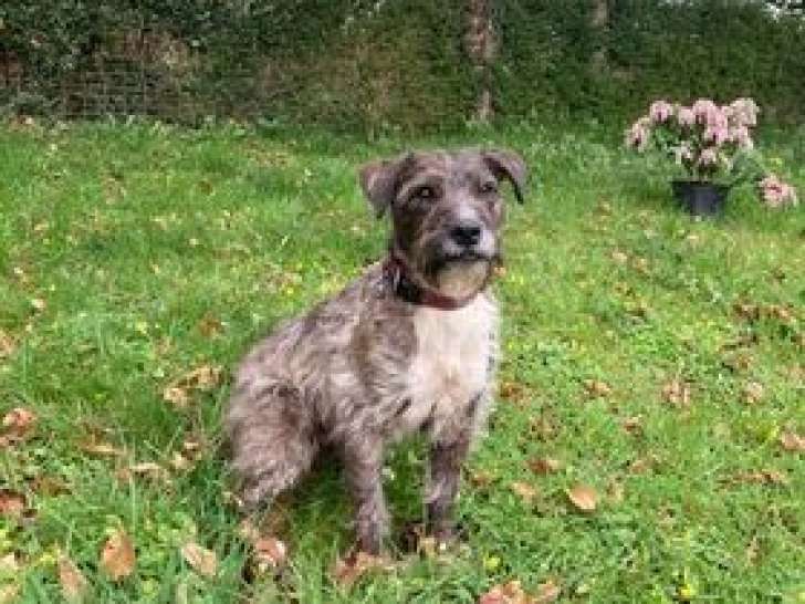 Chien de 2 ans et demi à adopter