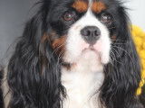 Cavalier King Charles Spaniel disponible pour saillie