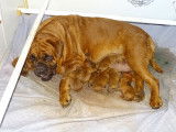 Chiots Dogue de Bordeaux LOF à vendre