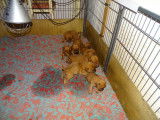 Chiots Dogue de Bordeaux LOF à vendre