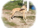 Chiots de race Whippet à vendre (6 femelles & 2 mâles)
