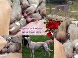 Chiots de race Whippet à vendre (6 femelles & 2 mâles)