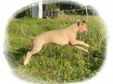 Chiots de race Whippet à vendre (6 femelles & 2 mâles)