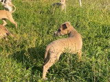 Chiots de race Whippet à vendre (6 femelles & 2 mâles)