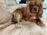 FINISTERE - Mâle Cavalier King Charles ruby cherche femelle LOF disponible pour saillie
