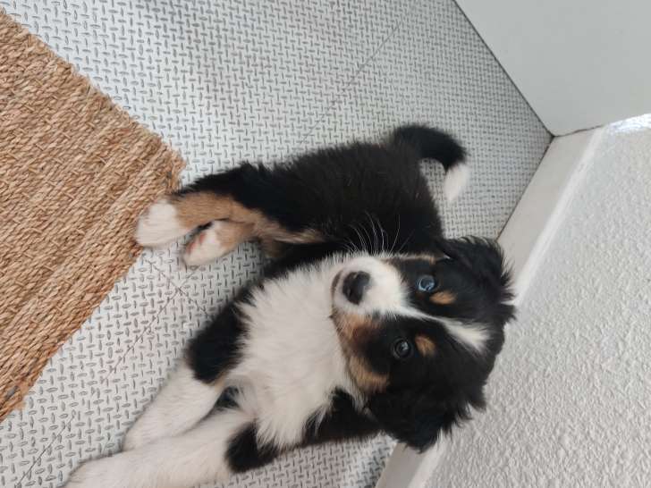 Chiots Berger Australien à vendre (1 Femelle & 2 Mâles)