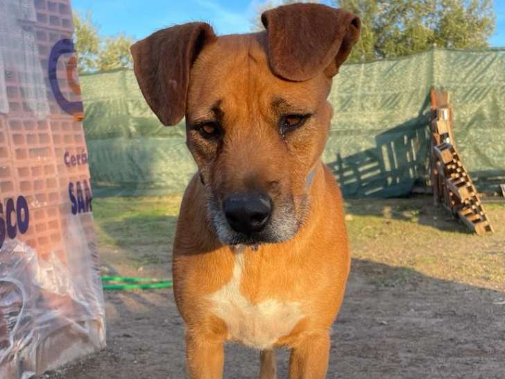 Oasis, chienne à adopter