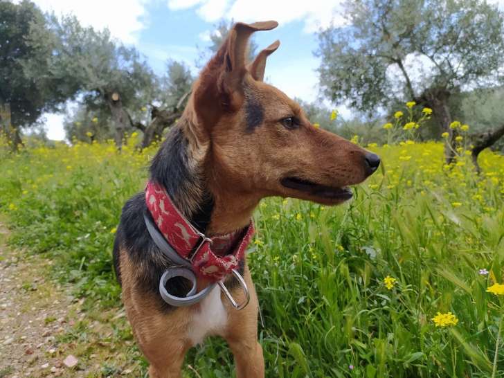 Rufus, chien à adopter