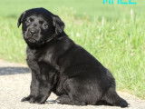 2 chiots Labradors noirs à réserver (LOF)