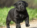 2 chiots Labradors noirs à réserver (LOF)