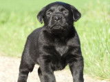 2 chiots Labradors noirs à réserver (LOF)