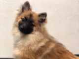 Un chiot Spitz fauve charbonné non LOF à vendre