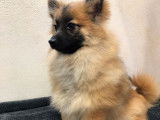Un chiot Spitz fauve charbonné non LOF à vendre