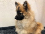 Un chiot Spitz fauve charbonné non LOF à vendre