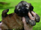 Des chiots Lhassa Apso LOF disponibles à la vente
