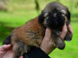 Des chiots Lhassa Apso LOF disponibles à la vente