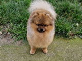 Disponible pour saillie, un chien Spitz Poméranien LOF