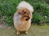 Disponible pour saillie, un chien Spitz Poméranien LOF
