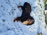 De type Bouvier Bernois disponible pour saillie