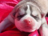 6 chiots Huskies de Sibérie LOF à réserver