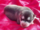 6 chiots Huskies de Sibérie LOF à réserver