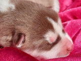 6 chiots Huskies de Sibérie LOF à réserver