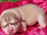 6 chiots Huskies de Sibérie LOF à réserver