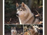 6 chiots Huskies de Sibérie LOF à réserver