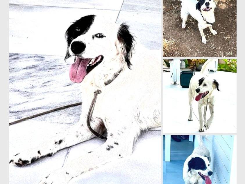 Chienne à adopter Petite Annonce chien