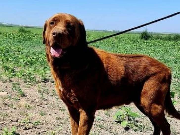 Chien à adopter
