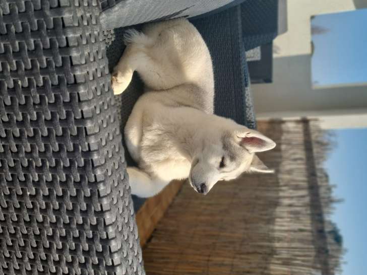 Magnifique Husky de Sibérie LOF à vendre