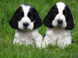 3 chiots mâles Cockers Anglais LOF noir et blanc à vendre