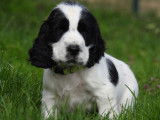 3 chiots mâles Cockers Anglais LOF noir et blanc à vendre
