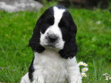 3 chiots mâles Cockers Anglais LOF noir et blanc à vendre