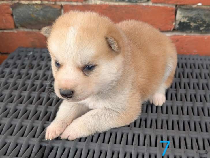 Chiots Huskita