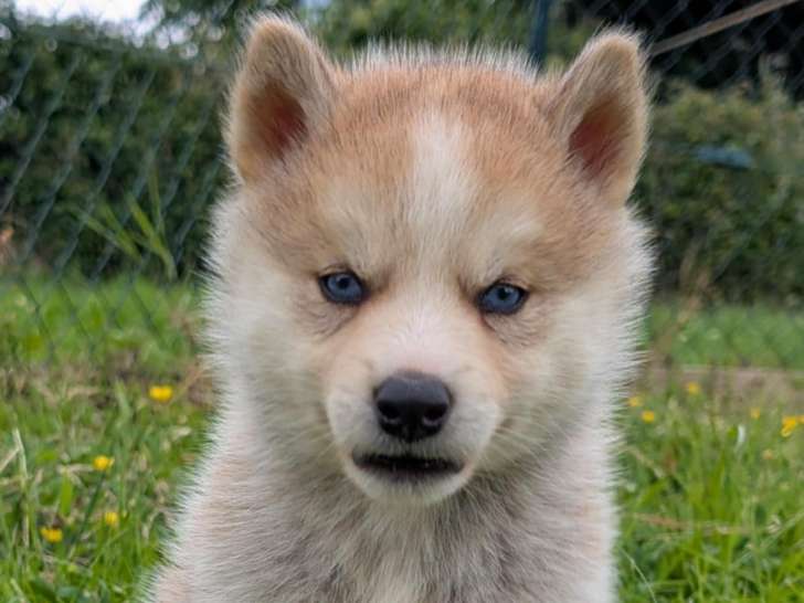 Chiots Huskita
