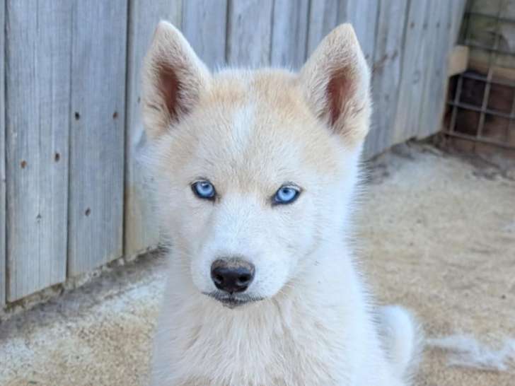 Chiots Huskita
