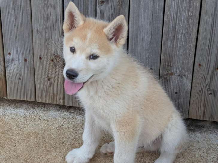 Chiots Huskita