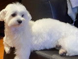Mâle Bichon Maltais disponible pour saillie