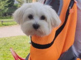 Mâle Bichon Maltais disponible pour saillie