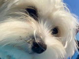 Mâle Bichon Maltais disponible pour saillie
