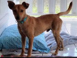 Chien d'un an à adopter
