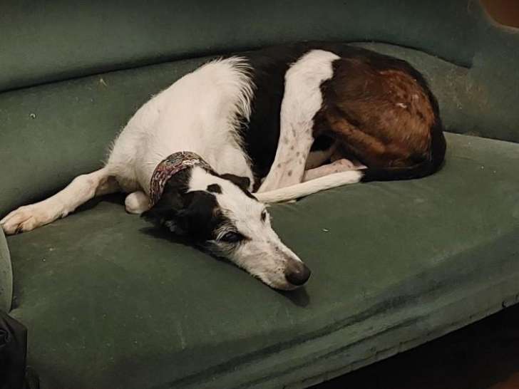 Chienne de 7 ans et demi à adopter