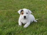 Chiots Jack Russel LOF (petit format)à vendre